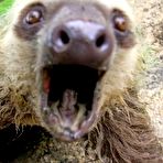 Second pic of Plezi: As 21 melhores selfies do mundo animal