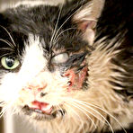 First pic of ‘Zombie Cat’ Bart Climbs Out of Grave 5 Days After Being Hit by Car (Warning: Graphic Images) | KTLA
