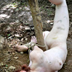 First pic of SexPreviews - Hazel Hypnotic paranoid petite redhead is bound in the woods and toyed