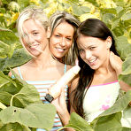 First pic of My Sexy Kittens three lesbian teens having fun in a sunflower field