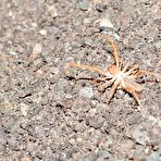 Fourth pic of PinkFineArt | Alison from Alison Angel