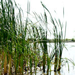 Third pic of Sarah | Tall Grasses - MPL Studios free gallery.