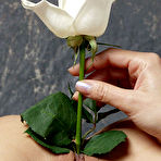 Second pic of PinkFineArt | TigerLily from Morey Studio